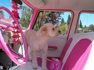 long-coated dog on car seat