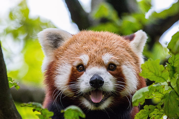 selective focus photography of red panda