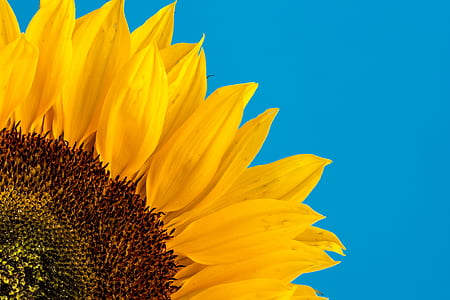 sunflower, yellow, blue, petal, plant