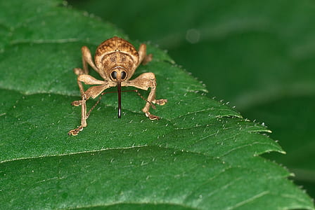 brown weevil on green leaf