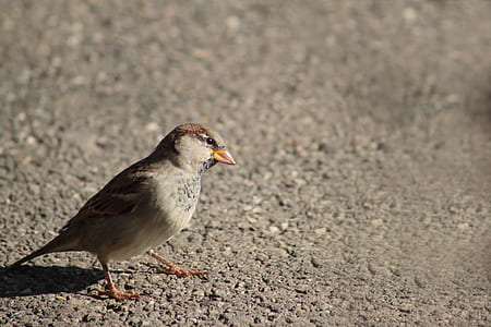 grey and brown bird on grey concrete surface at daytime