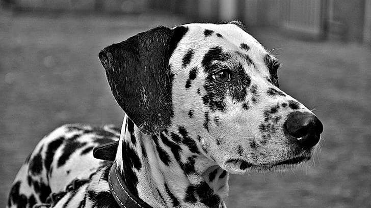 grayscale photography of adult Dalmatian