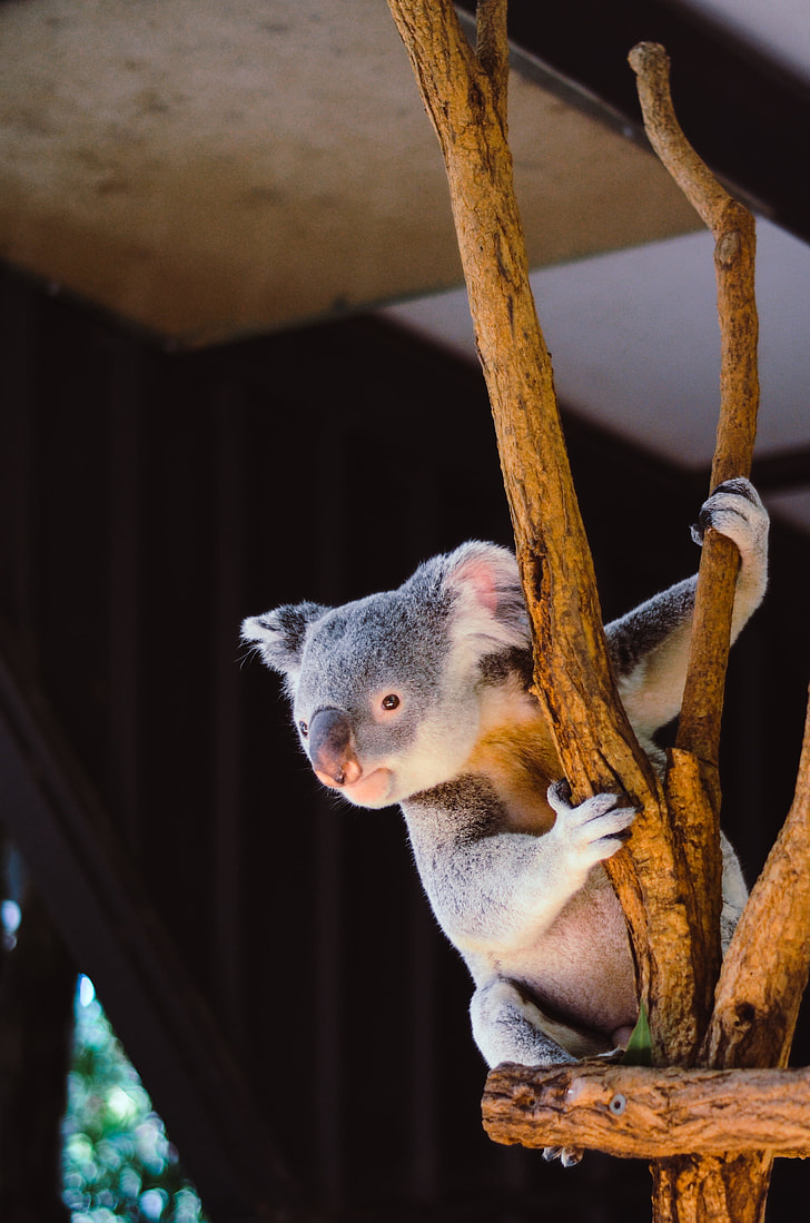 gray koala on brown wood stand