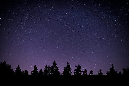 silhouette photography of forest during nighttime
