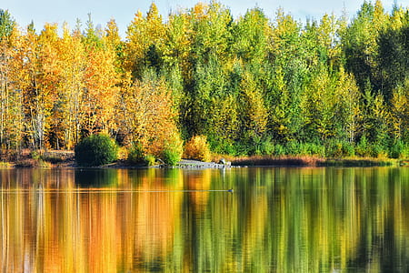 green and yellow trees near the body of water