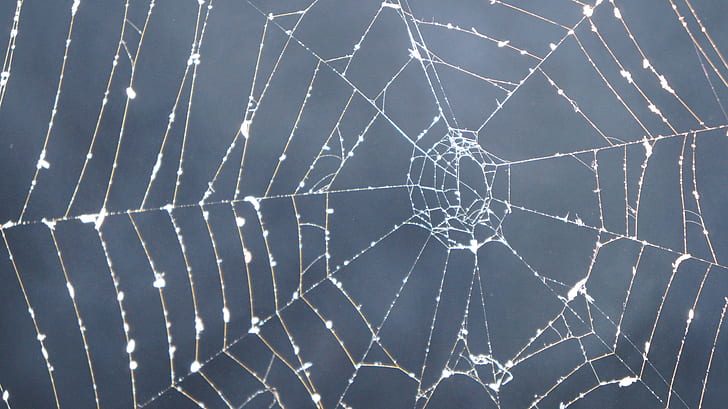 close up photography of web with morning dew at daytime