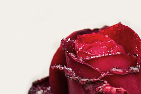 red rose macro photography