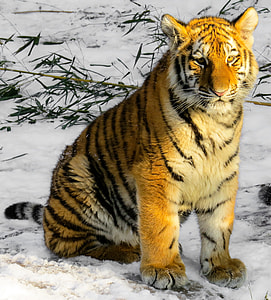 Tiger sitting on ice-covered road