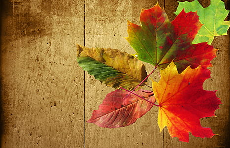 red, green, yellow, and pink leaf graphics wallpaper
