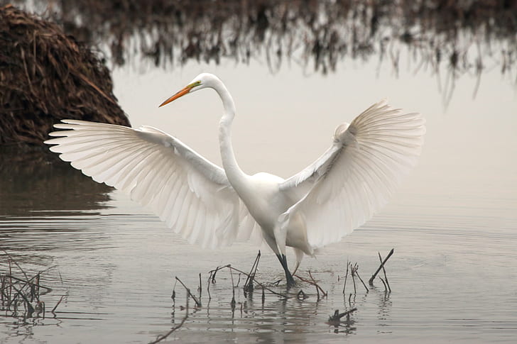 great egret on water during daytime