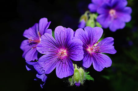 Purple 5 Petaled Flower Close Up Photography