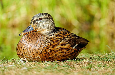 brown duck on grass during daytime