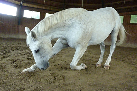 white horse inside the barn