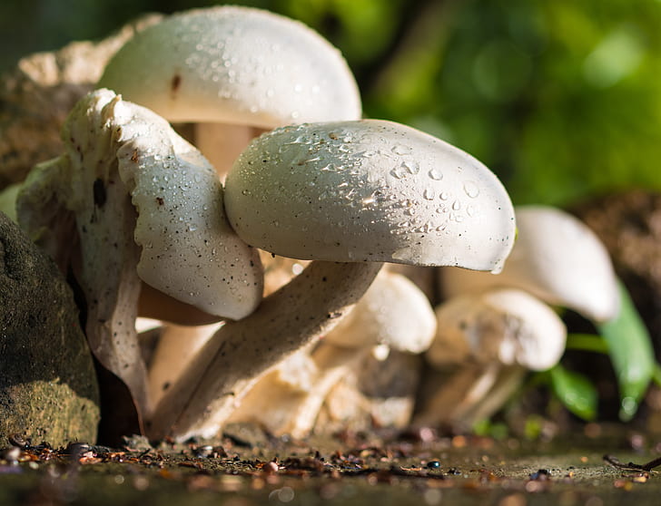 macro shot of white mushrooms
