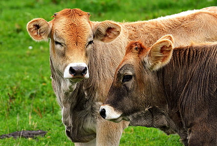 two brow cows standing on green grass