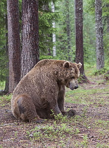 brown bear leaning on tree