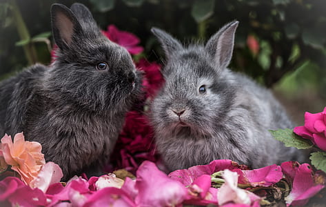 two gray bunnies on red rose petals
