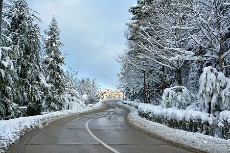 gray concrete roadway between green leaf trees covered by snow under white clouds at daytime
