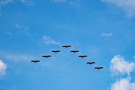 eight flying birds in the sky
