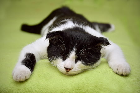 short-fur white and black cat