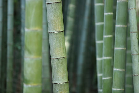 closeup photography of bamboo plants