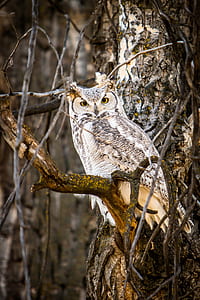 animal photograph of perching gray and beige owl