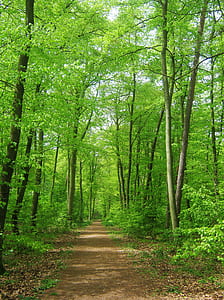 trail between green trees