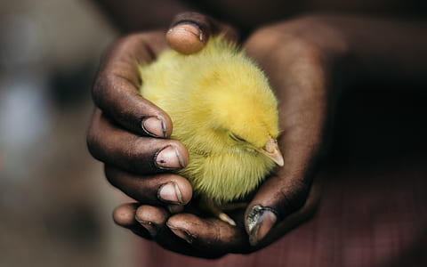 person holding chick