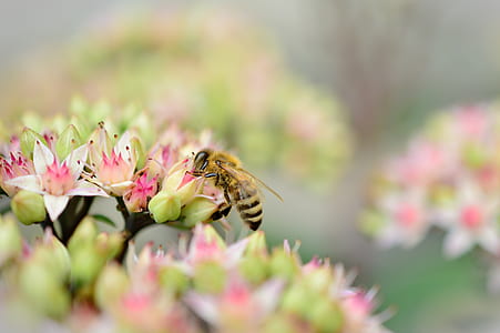 honeybee perched on green and pink petaled flower selective photography