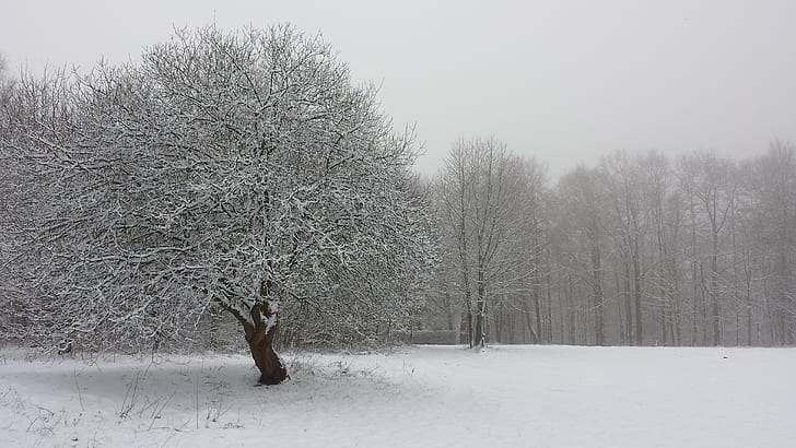 landscape photography of bare tree coated by snow ice