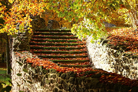 green leafed trees and staircase