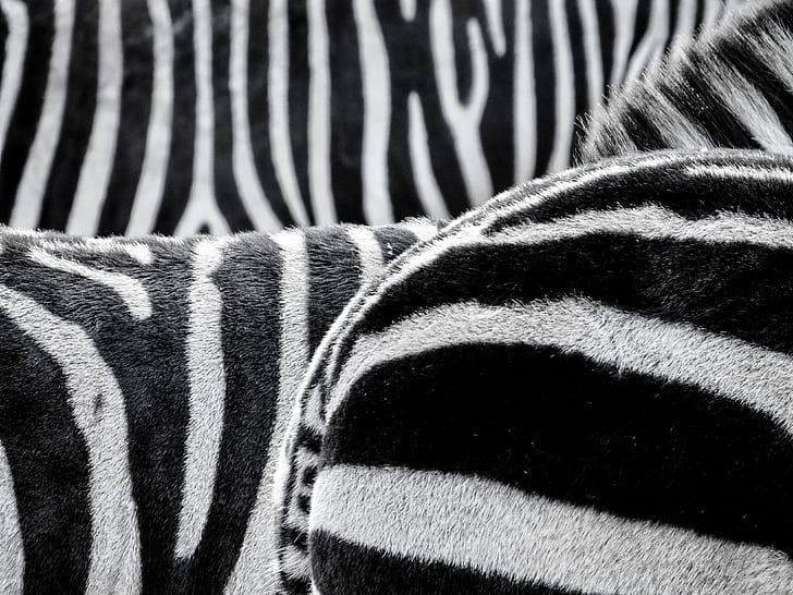 black and white textile