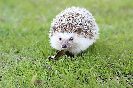 selective focus photography of hedgehog on grass field