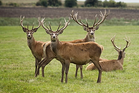 four brown deer on field during daytime