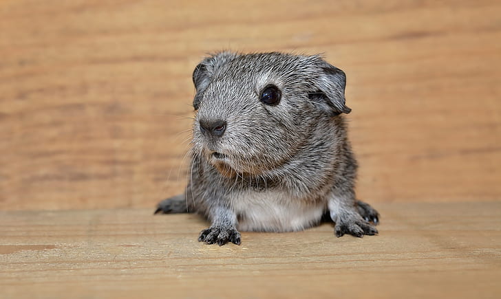 gray rodent on brown wooden surface
