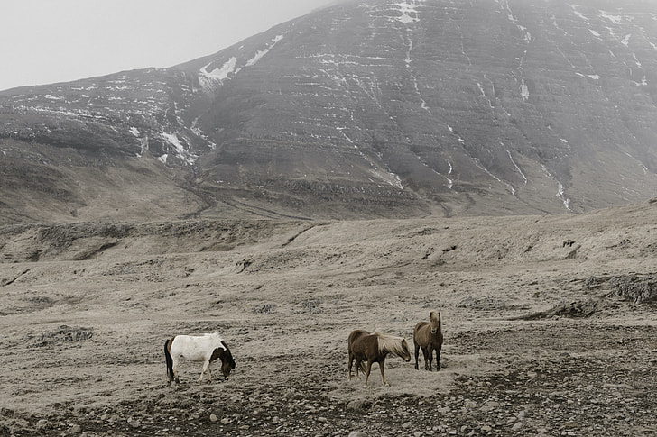 three horses on mountain