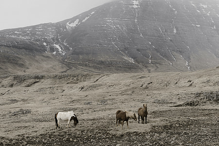 three horses on mountain