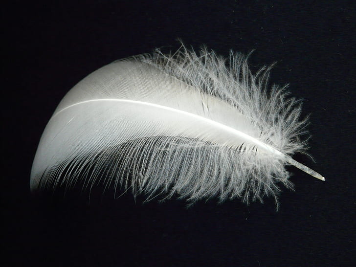 white feather on black surface