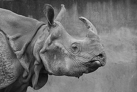 grayscale photo of rhinoceros