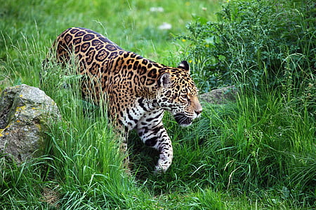 leopard on grass field