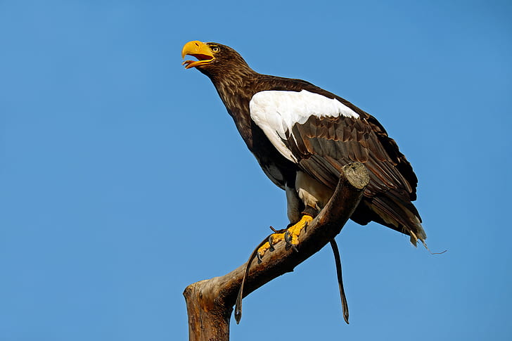 black and white eagle landed on tree branch under blue and white sunny sky during daytime
