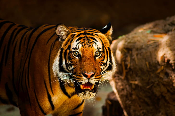 photography shallow focus of tiger