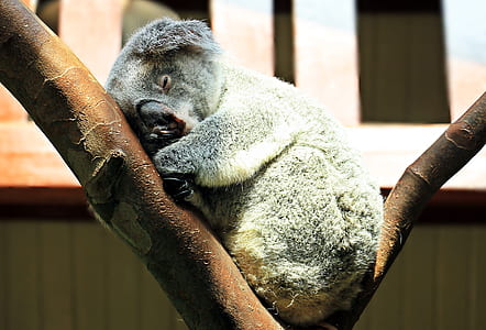 Koala sleeping on tree branch during daytime