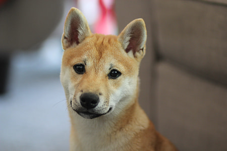 closeup photo of short-coated tan dog