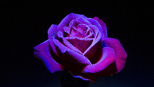 shallow focus photography of purple rose