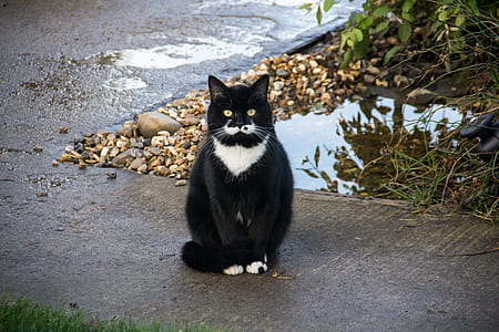 Tuxedo cat on gray concrete pavement