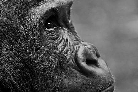 close-up photography of gorilla