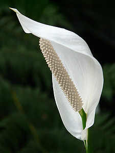 closeup photography of white piece lily