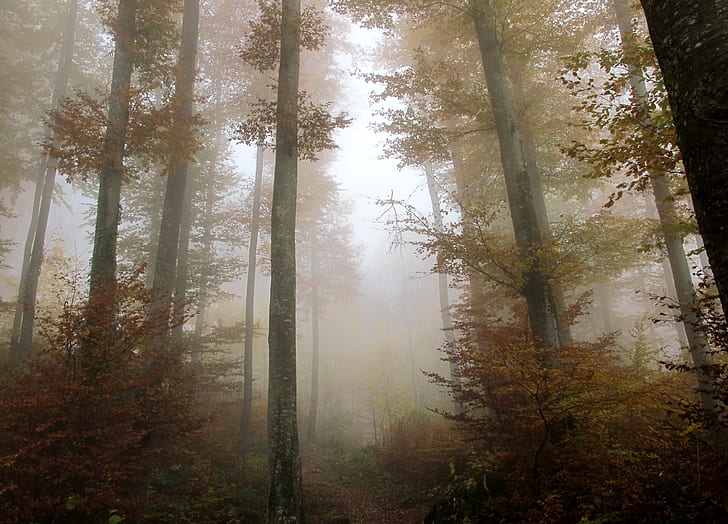 fogged woods