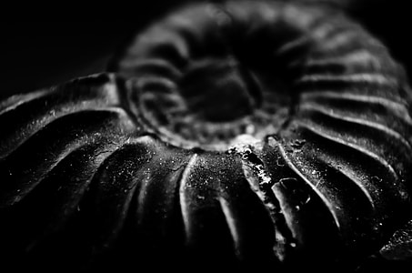 greyscale photo of shell
